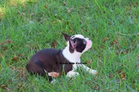 Duchess with Haggerty Spot, a female Boston Terrier for sale in Macon, GA – 4 of 9