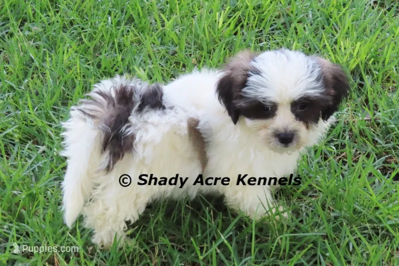 Macaroni – Shichon puppy for sale in Macon, GA