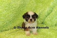 Killer, a male Shih Tzu for sale in Macon, GA – 6 of 7
