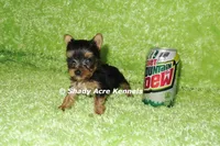 AKC Central-average <4lb--Parent pics listed, a male Yorkshire Terrier for sale in Macon, GA – 4 of 7