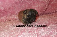 Gibby, a female Mal Shi for sale in Macon, GA – 3 of 5