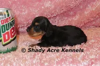 Long coat Lola, a female Miniature Dachshund for sale in Macon, GA – 2 of 7