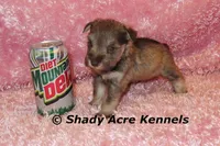 Esther, a female Miniature Schnauzer for sale in Macon, GA – 6 of 9