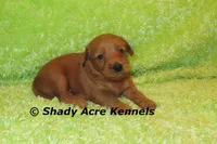 F1b MINI Lazy--average weight 30lbs, a male Miniature Goldendoodle for sale in Macon, GA – 9 of 10