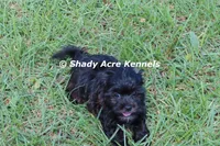 William, a male Shihpoo for sale in Macon, GA – 2 of 8