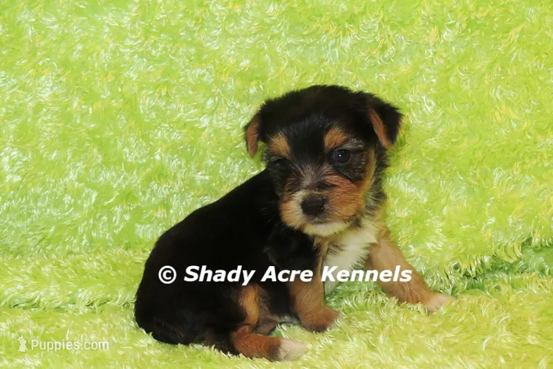 Buick----AKC registerable – Yorkshire Terrier puppy for sale in Macon, GA