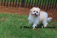 Shichon Magelan, a male Shichon for sale in Macon, GA – 5 of 9