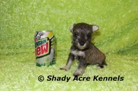Esdras, a male Miniature Schnauzer for sale in Macon, GA – 6 of 7