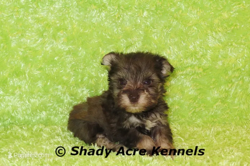 Eski – Miniature Schnauzer puppy for sale in Macon, GA
