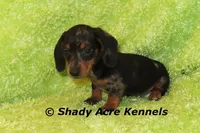 Dapple Yates, a male Miniature Dachshund for sale in Macon, GA – 3 of 10
