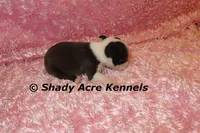 Duchess with Haggerty Spot, a female Boston Terrier for sale in Macon, GA – 6 of 6