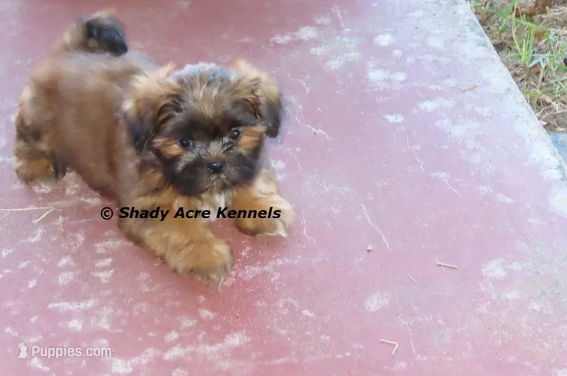 Kin – Shih Tzu puppy for sale in Macon, GA