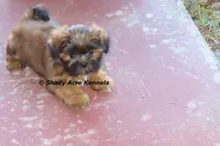 Kin-Parent pics too, a male Shih Tzu for sale in Macon, GA – 2 of 9