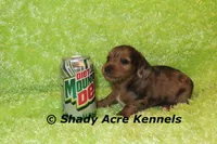 Long Coat Dapple Yamaha, a male Miniature Dachshund for sale in Macon, GA – 7 of 8