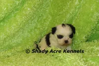 Trickster, a male Shih Tzu for sale in Macon, GA – 3 of 4