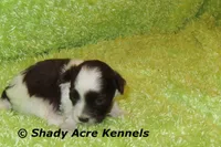 RobinHood, a male Havamalt for sale in Macon, GA – 4 of 7