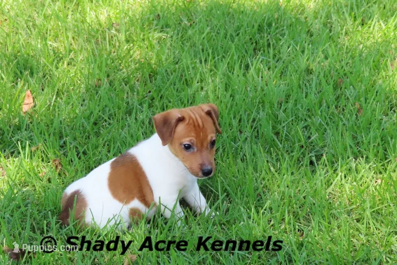 Smooth Shorty Chetan – Jack Russell Terrier puppy for sale in Macon, GA