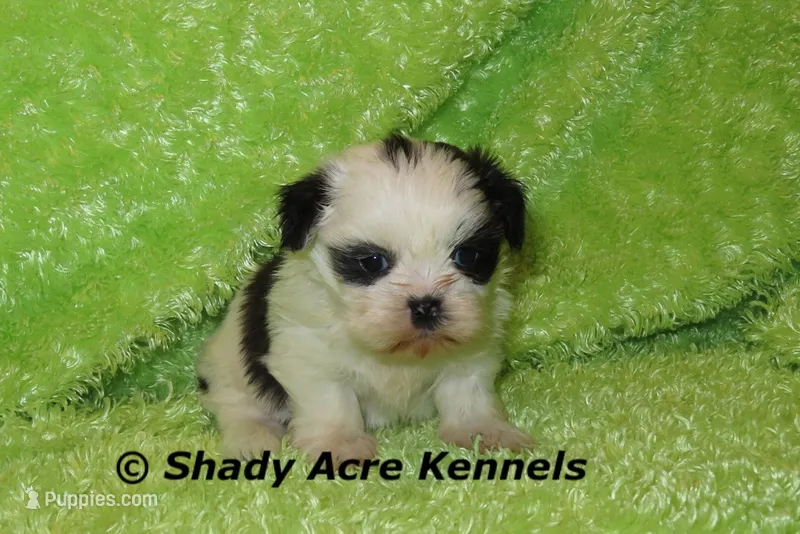 Trickster – Shih Tzu puppy for sale in Macon, GA