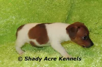 Smooth Shorty Chetan, a male Jack Russell Terrier for sale in Macon, GA – 9 of 10