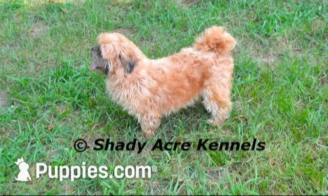 Kinsley--Parent pics too, a female Shih Tzu for sale in Macon, GA – 8 of 9