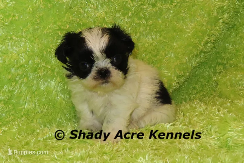 Pinther – Shih Tzu puppy for sale in Macon, GA