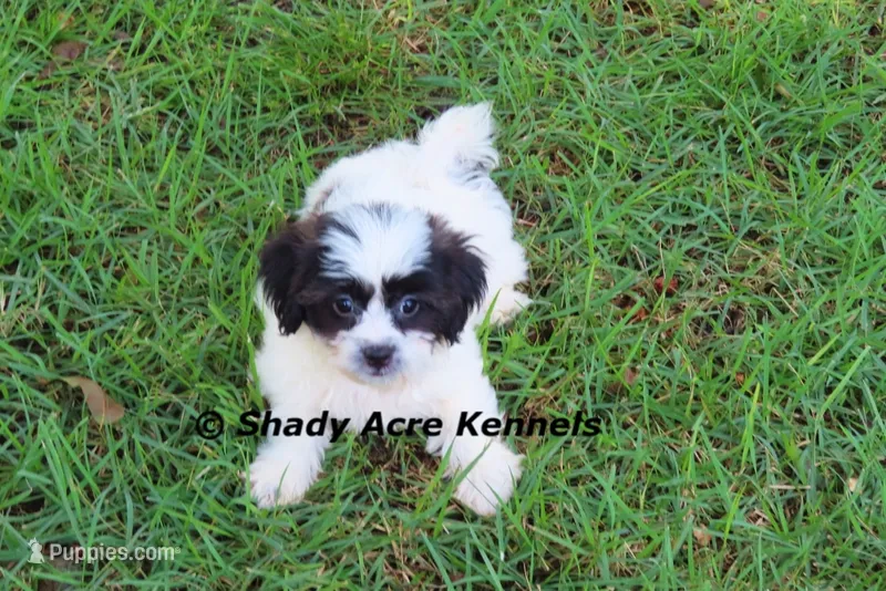 Madam – Shichon puppy for sale in Macon, GA