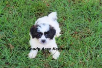 Madam, a female Shichon for sale in Macon, GA – 5 of 8