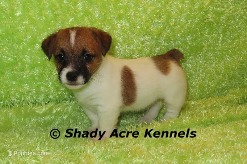 Milano – Jack Russell Terrier puppy for sale in Macon, GA