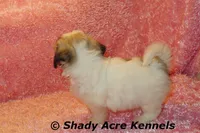 Mae, a female Shichon for sale in Macon, GA – 2 of 10