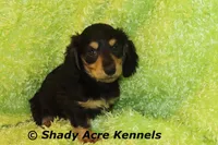 Long Coat Lochlan--AKC registerable, a male Miniature Dachshund for sale in Macon, GA – 4 of 10