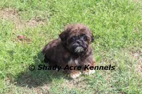 Quenda , a female Shih Tzu for sale in Macon, GA – Photo 4 of 10