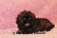 2 lbs. Imperial Quenda-AKC registration available, a female Shih Tzu for sale in Macon, GA – Photo 10 of 10