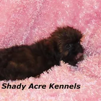 Quenda , a female Shih Tzu for sale in Macon, GA – Photo 5 of 10