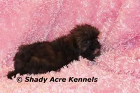 2 lbs. Imperial Quenda-AKC registration available, a female Shih Tzu for sale in Macon, GA – Photo 5 of 10