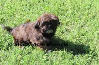 Quenda , a female Shih Tzu for sale in Macon, GA – Photo 10 of 10