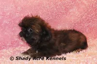 2 lbs. Imperial Quenda-AKC registration available, a female Shih Tzu for sale in Macon, GA – Photo 9 of 10