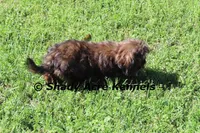 Quenda , a female Shih Tzu for sale in Macon, GA – Photo 9 of 10