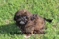 Quenda , a female Shih Tzu for sale in Macon, GA – Photo 6 of 10