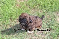 Quenda , a female Shih Tzu for sale in Macon, GA – Photo 5 of 10