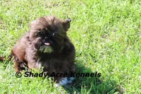 Quenda , a female Shih Tzu for sale in Macon, GA – Photo 7 of 10