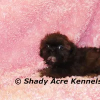 Quenda , a female Shih Tzu for sale in Macon, GA – Photo 8 of 10