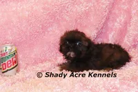 2 lbs. Imperial Quenda-AKC registration available, a female Shih Tzu for sale in Macon, GA – Photo 8 of 10