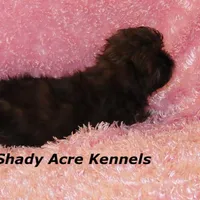 Quenda , a female Shih Tzu for sale in Macon, GA – Photo 6 of 10