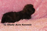 2 lbs. Imperial Quenda-AKC registration available, a female Shih Tzu for sale in Macon, GA – Photo 6 of 10