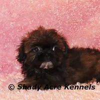 Quenda , a female Shih Tzu for sale in Macon, GA – Photo 7 of 10