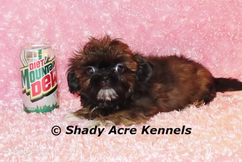 Quenda  – Shih Tzu puppy for sale in Macon, GA