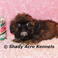 Quenda , a female Shih Tzu for sale in Macon, GA – Photo 4 of 10