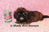 2 lbs. Imperial Quenda-AKC registration available, a female Shih Tzu for sale in Macon, GA – Photo 4 of 10