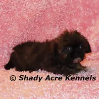 Quenda , a female Shih Tzu for sale in Macon, GA – Photo 3 of 10