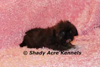 2 lbs. Imperial Quenda-AKC registration available, a female Shih Tzu for sale in Macon, GA – Photo 3 of 10